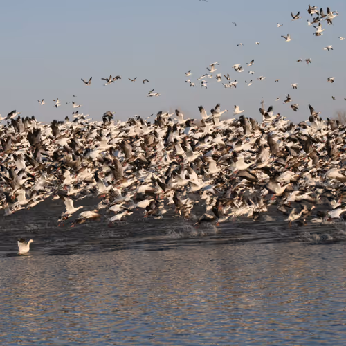Snow Geese
