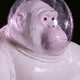6273
