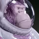 Puffy Ape #5950