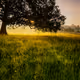 The Velvia Chronicles