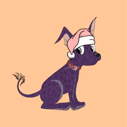 Xolo Puppies #1340