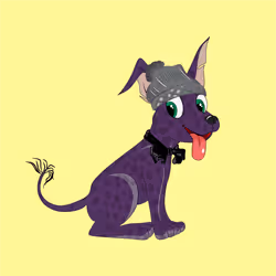 Xolo Puppies #799