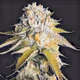 113