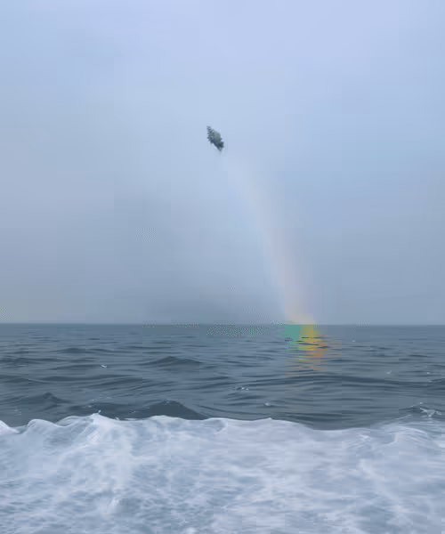 Item #1343111995 Media