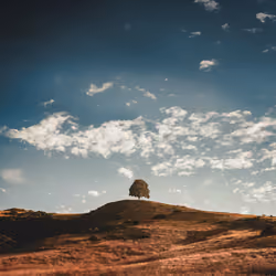 The Lonely Tree
