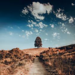 #2 The Lonely Tree