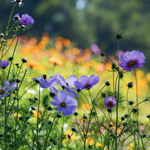 Cosmos Garden