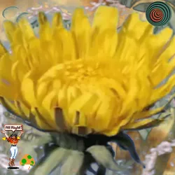 813