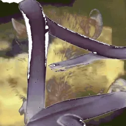 Anomaly #59