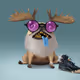 oDD BOi #975