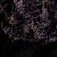 Flower Shop V2