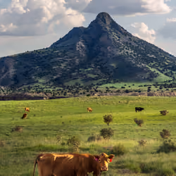 Inhabitants of the Valley