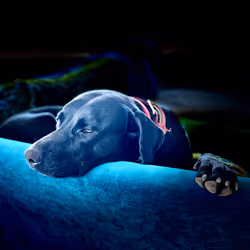 ChillyDog#1