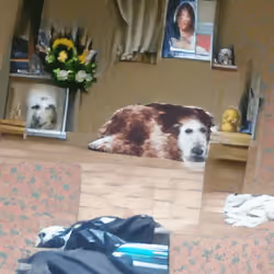 The day my dog died looking into my eyes.