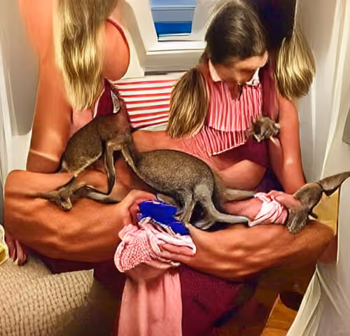 My mother finding a baby kangaroo and taking him into her family home in Bondi.