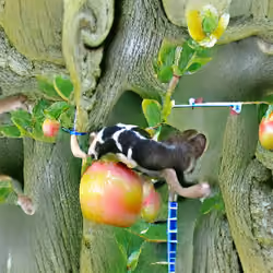 Climbing a crabapple tree in the garden at my family friend’s house and tasting the sour tart fruit.