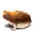 Frogs - xAkTTXmT1X