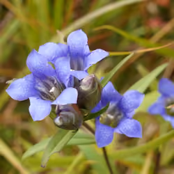 Gentian flower in November