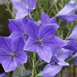 Baloonflower that makes the viewer feel refreshed