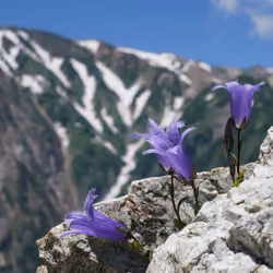 Chishima gikyo blooming in the Northern Alps