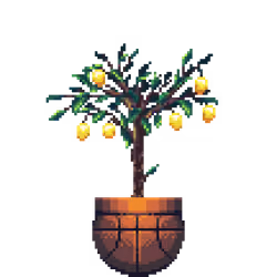 Lemon Tree in Basketball pot