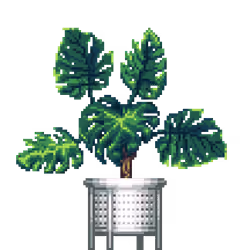Monstera in White Rattan pot