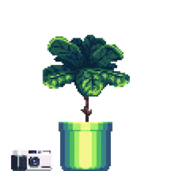 Fiddle-Leaf Fig in Large Neon pot with 35mm Camera