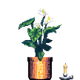 White Anthurium in Large Felt Zine pot with Candle