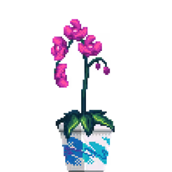 Purple Orchid in Square Jazz pot