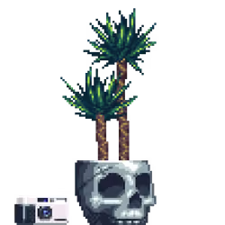 Yucca Palm in Metal Skull pot with 35mm Camera