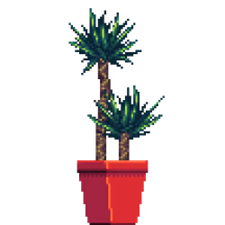 Yucca Palm in Square pot
