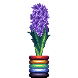 Purple Hyacinth in Rainbow Rings pot