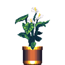White Anthurium in Large Dual Tone pot