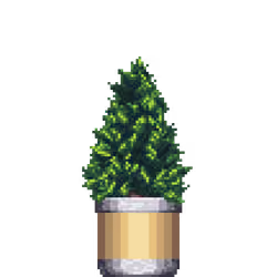 Cypress Pine in Large Dual Tone pot