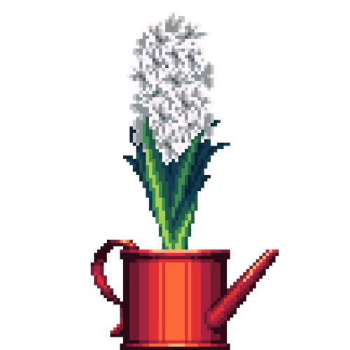 White Hyacinth in Watering Can pot