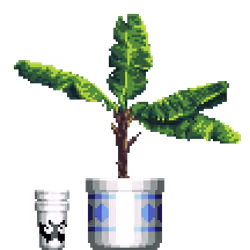 Banana Tree in Large Pattern pot with Myk Double Cup
