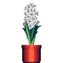 White Hyacinth in Large Red pot