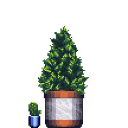 Cypress Pine in Large Dual Tone pot with Mini Prickly Pear Cactus