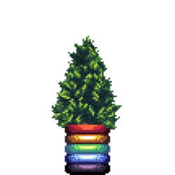 Cypress Pine in Rainbow Rings pot