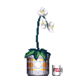 White Orchid in Large Pattern pot with FELT Zine Mug
