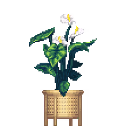 White Anthurium in Light Wood Rattan pot