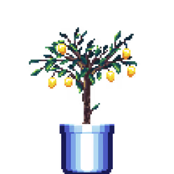 Lemon Tree in Large Blue pot