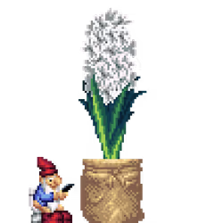 White Hyacinth in Burlap Sack pot with Toilet Gnome