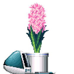 Pink Hyacinth in Large Pinstripe pot with iMac
