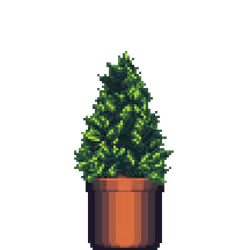 Cypress Pine in Large Clay pot
