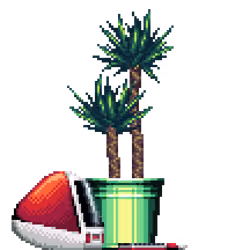 Yucca Palm in Bucket pot with iMac
