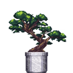 Juniper Bonsai in Large Marble pot