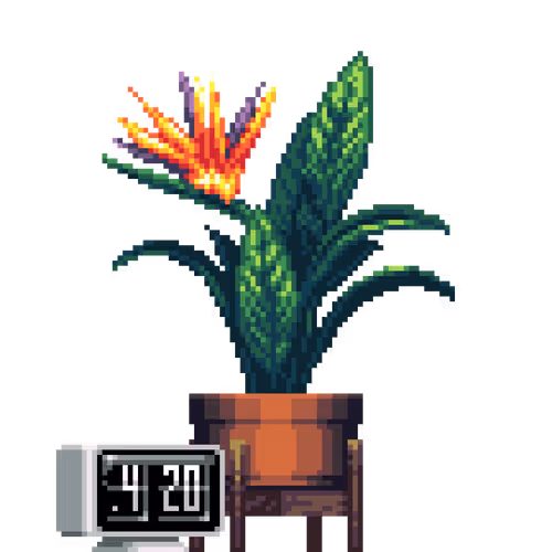 House Plants By Felt Zine