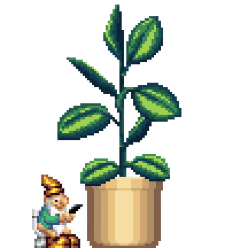 Rubber Plant in Large Light Clay pot with Toilet Gnome