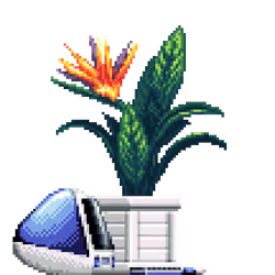 Bird of Paradise in Wood Crate pot with iMac